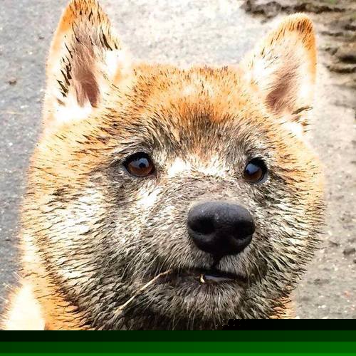 多国家协作打造国际足球创新联盟，推动全球体育科技合作，国际足联合作伙伴