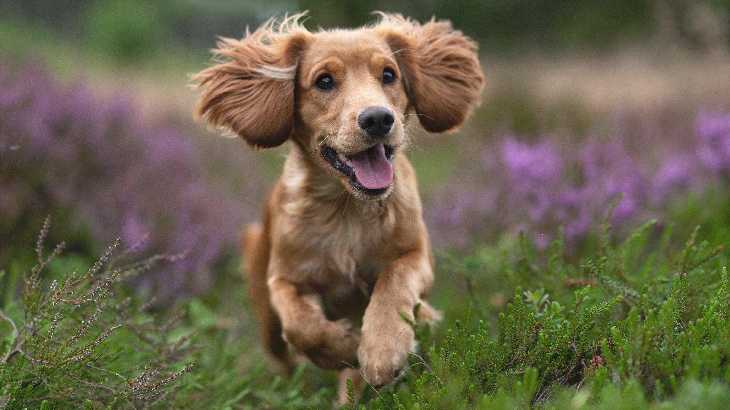 张雨霏混合泳稳定进步,张雨霏混合泳比赛视频