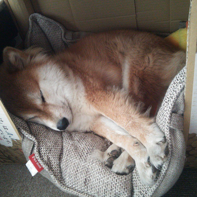 张雨霏混合泳稳定进步,张雨霏混合泳比赛视频