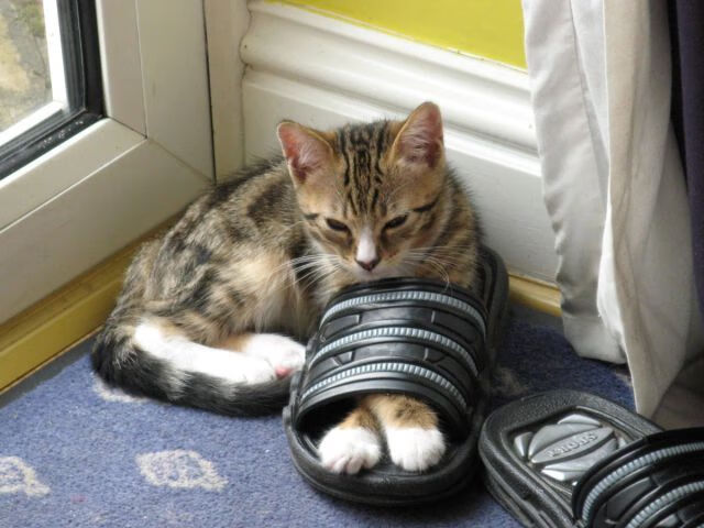 JiuyouAPP下载-网球大满贯赛场新星崛起，网球大满贯选手