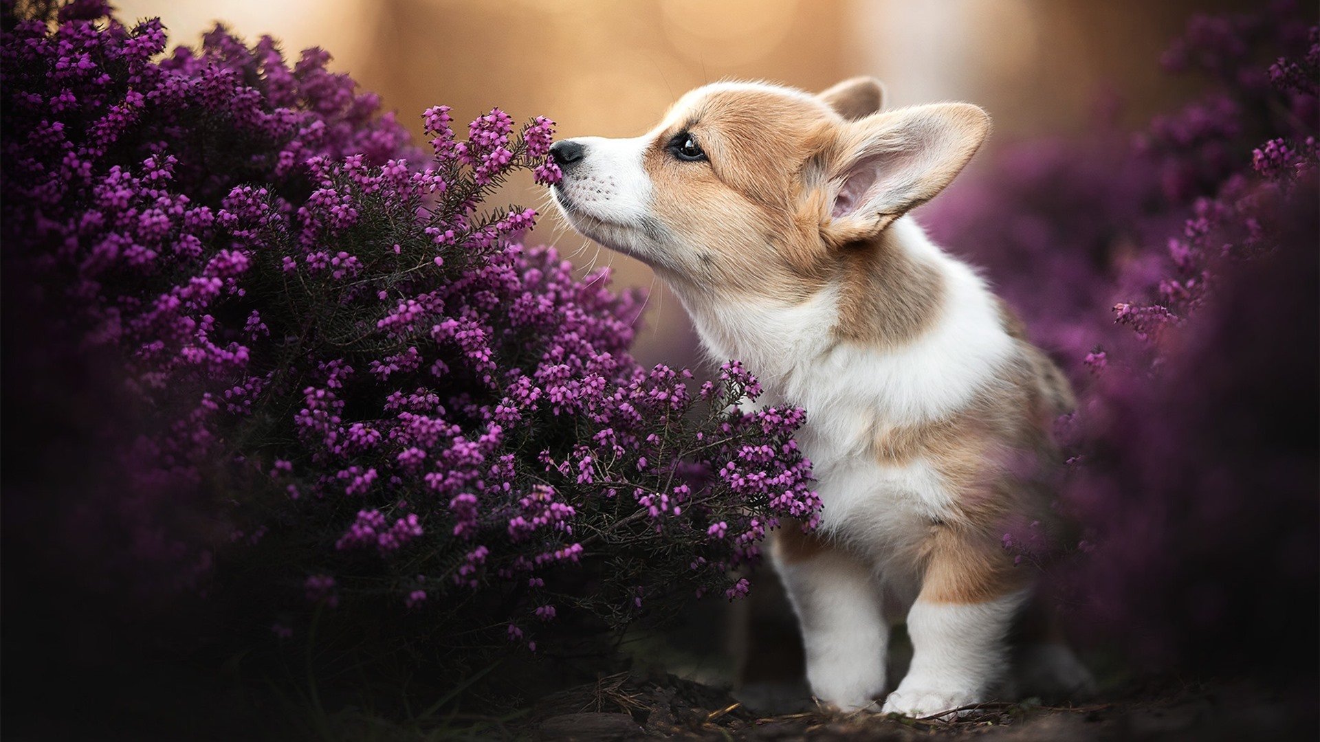 跳水细节出色奥地利斩获高分，奥地利跳远运动员