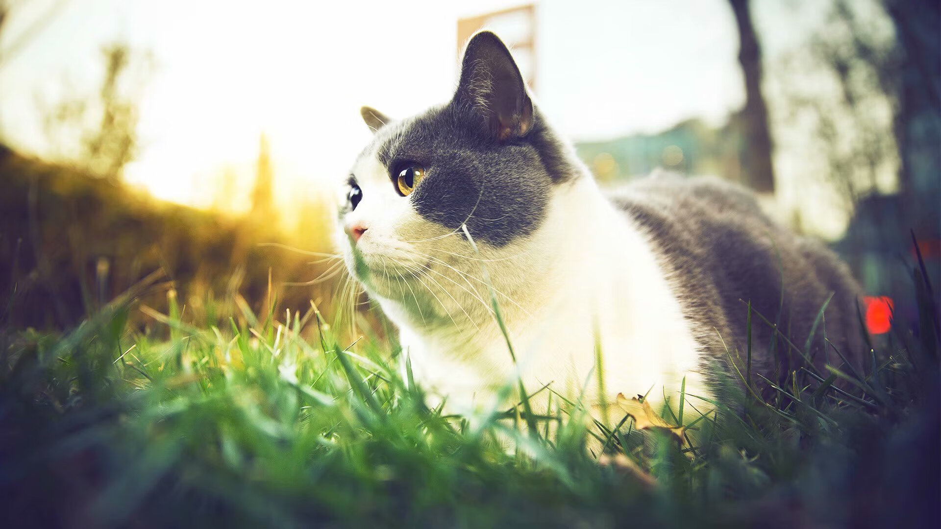 马克·阿特金森:作为南非队的突破核心,成功化解了攻防两端的压力