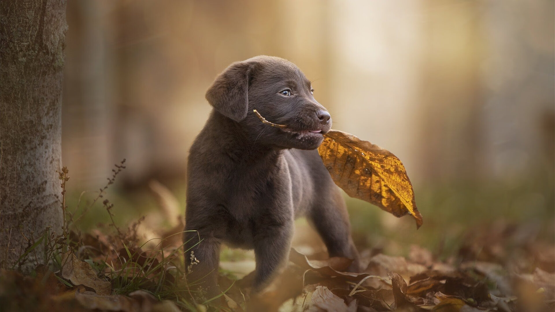 6连跪困扰法兰克福，今晚对勒沃库森盼止颓势，法兰克福对勒沃库森视频直播