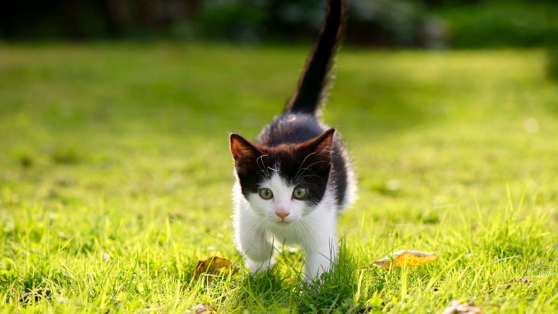 中国篮球是否推动联盟裁判技术应用数字化升级,中国篮球协会裁判云讲堂